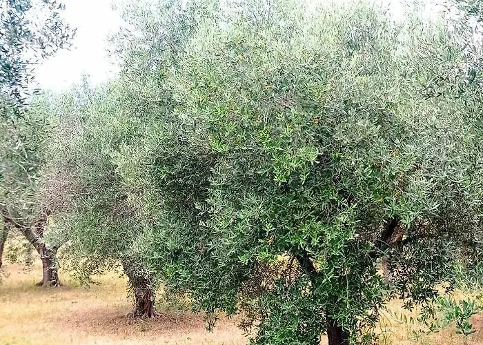 לינה וארוחת בוקר Tenuta Bardi Villa Baldassarri